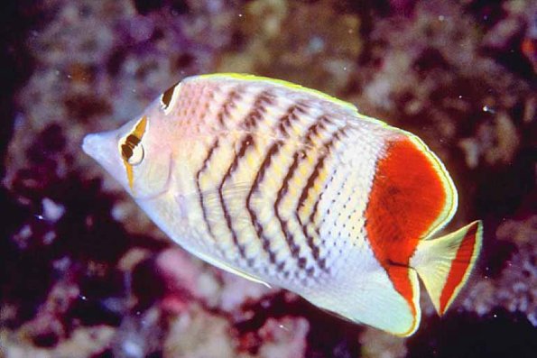 Fish 107