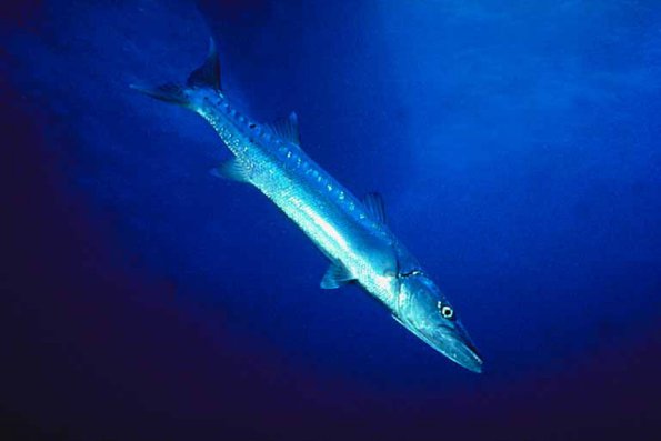 Fish 11 L1