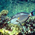 Fish 111