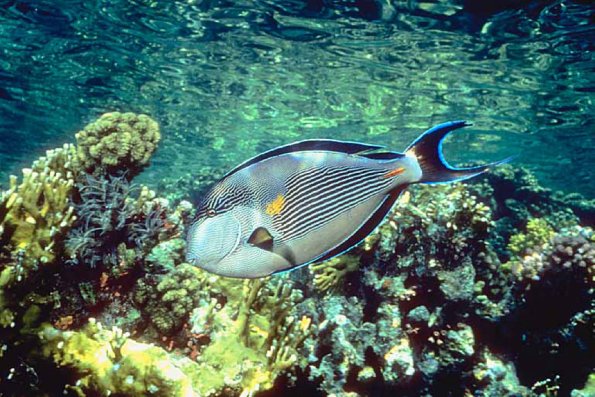 Fish 111