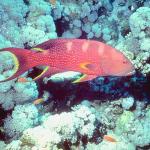 Fish 119