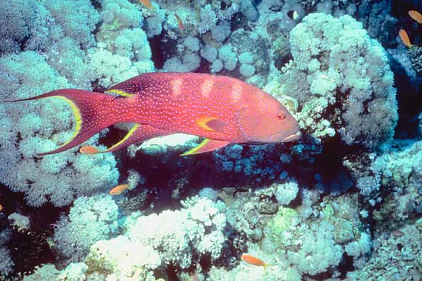 Fish 119