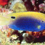 Fish 141