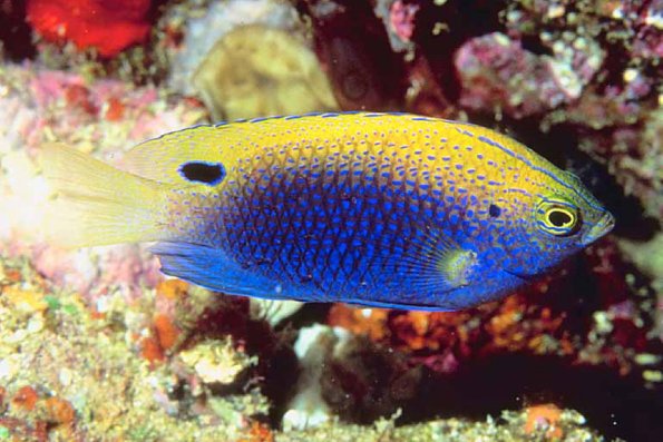 Fish 141