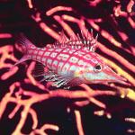 Fish 147