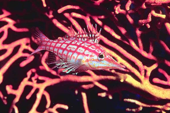 Fish 147