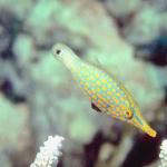 Fish 149