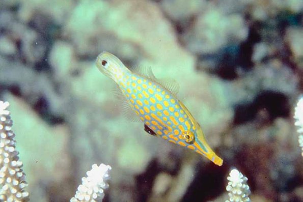 Fish 149