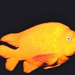 Fish 15 L1