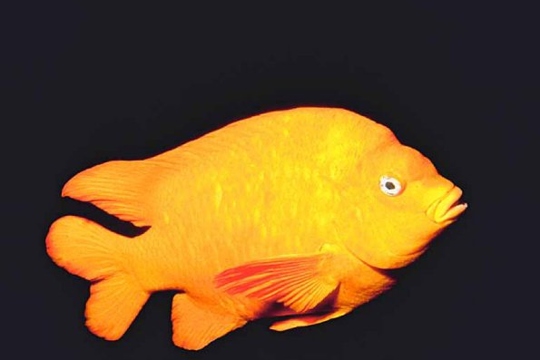 Fish 15 L1