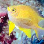 Fish 153
