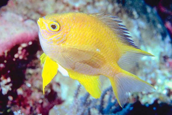 Fish 153