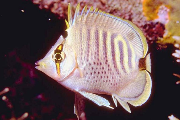 Fish 155