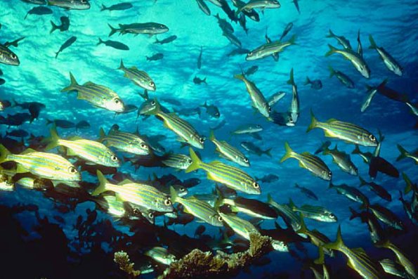 Fish 29 L1