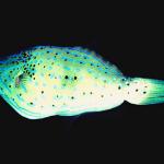 Fish 33 L1