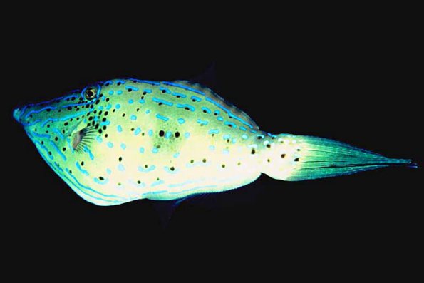 Fish 33 L1