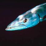 Fish 39 L1
