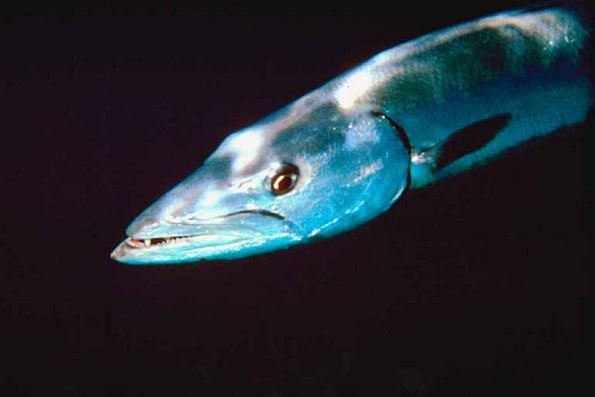 Fish 39 L1