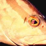 Fish 41 L1
