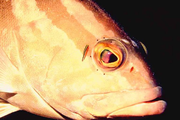 Fish 41 L1