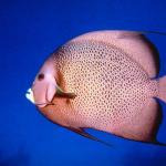 Fish 51 L1