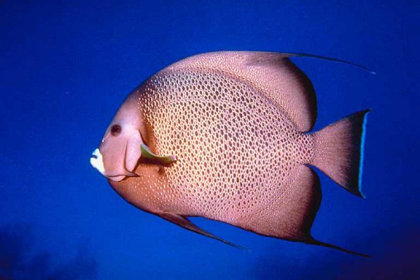 Fish 51 L1