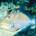 Fish 85