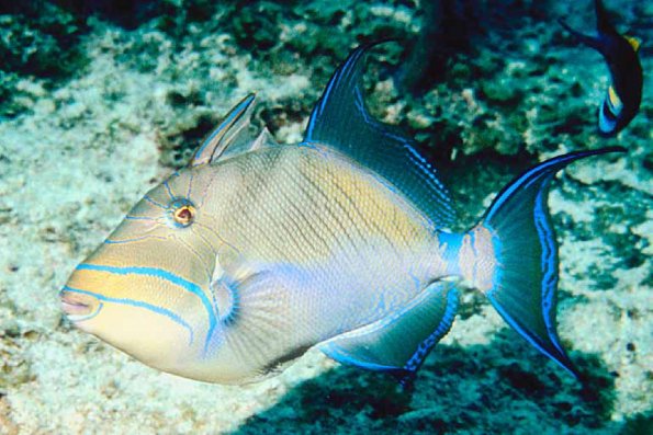 Fish 85