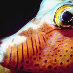 Fish 9 L1