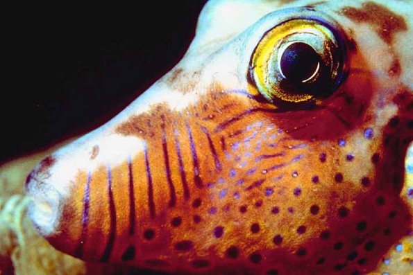 Fish 9 L1
