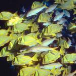 Fish 93