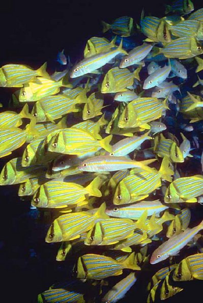 Fish 93