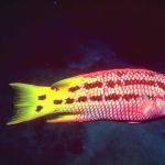 Fish 97