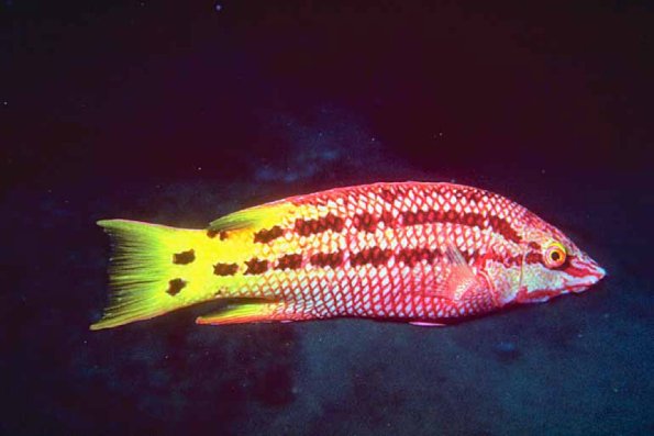 Fish 97