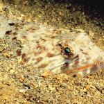 Fish head in sand