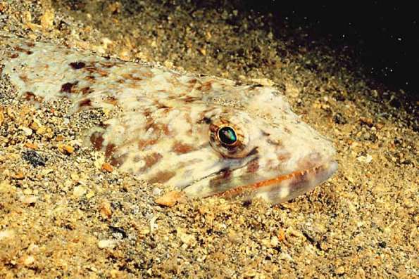 Fish head in sand