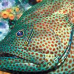 Fish with brown spots