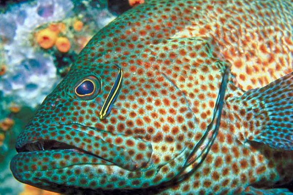 Fish with brown spots