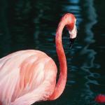 Flamingo By Water  Florida 2