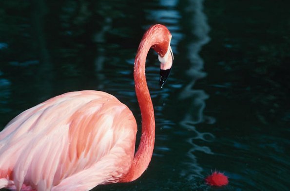 Flamingo By Water  Florida 2