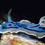 Flat blue and black creature