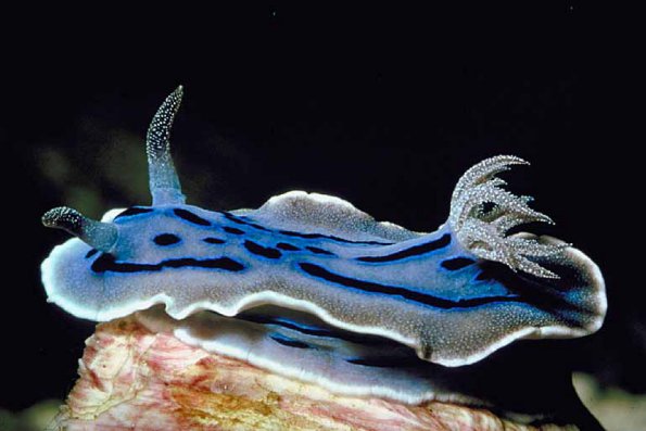 Flat blue and black creature