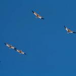 Flock of birds  Charlevoix uid 1046220