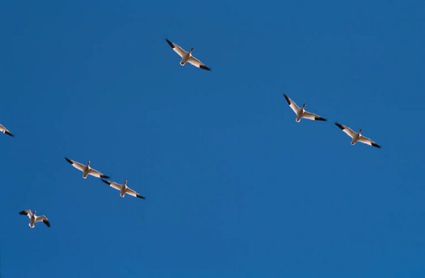 Flock of birds  Charlevoix uid 1046220