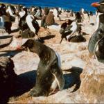 Flock of penguins on beach