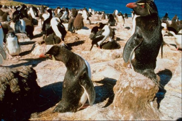Flock of penguins on beach