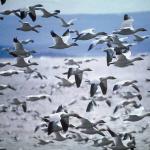 Flock of seagulls flying