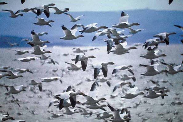 Flock of seagulls flying