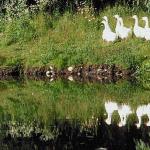 Flock of white geese reflected in pond