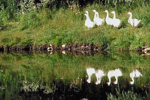 Flock of white geese reflected in pond